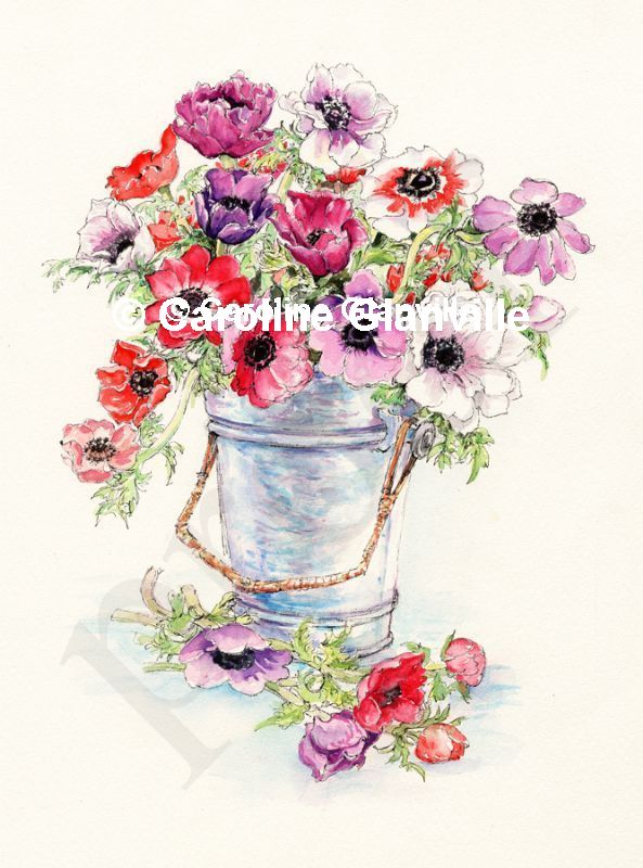 Anenomes in bucket, painting by Caroline Glanville